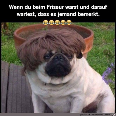 Beim-Friseur.jpg von Floh