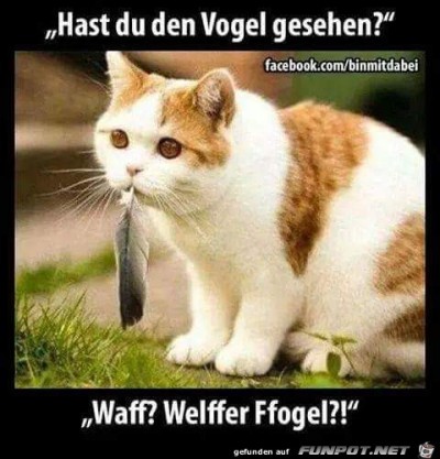 Hast-du-den-Vogel-gesehen.jpg von Floh