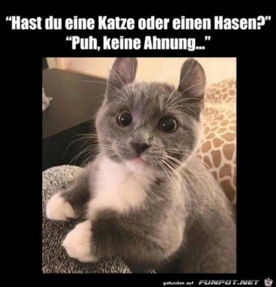 Hase-oder-Katze.jpg von Liz