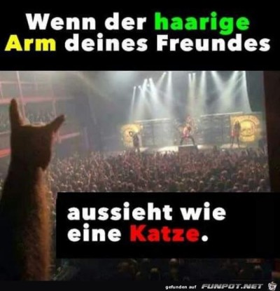 Katzen-Arm.jpg von Steffen