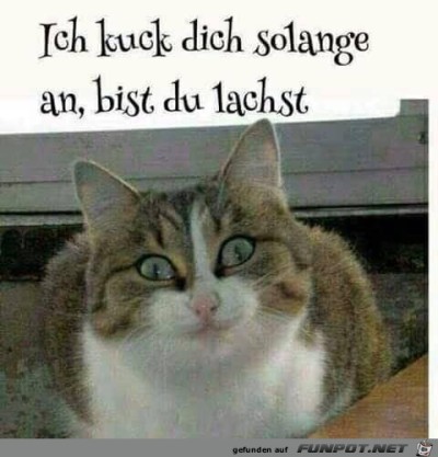 Ich-guck-dich-so-lange-an.jpg von Floh